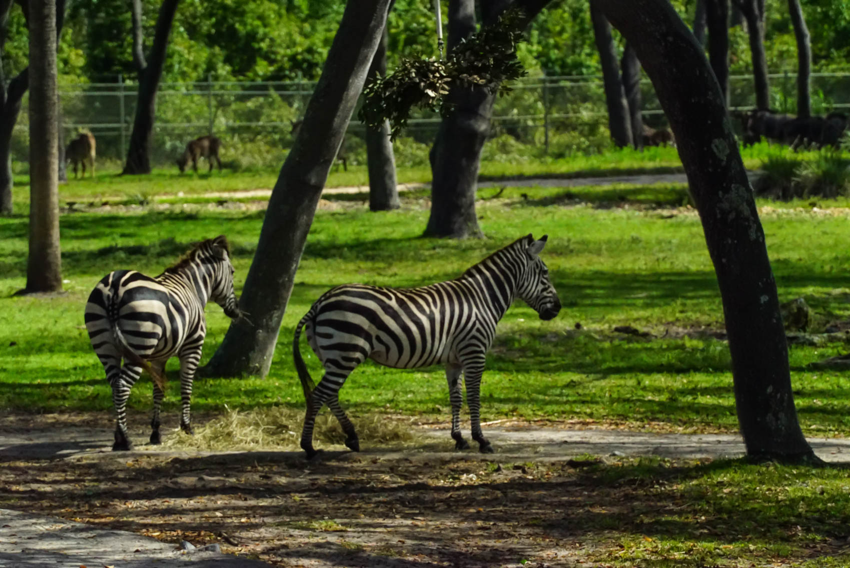 Disney's Animal Kingdom Villas | Two Zebras in the Field