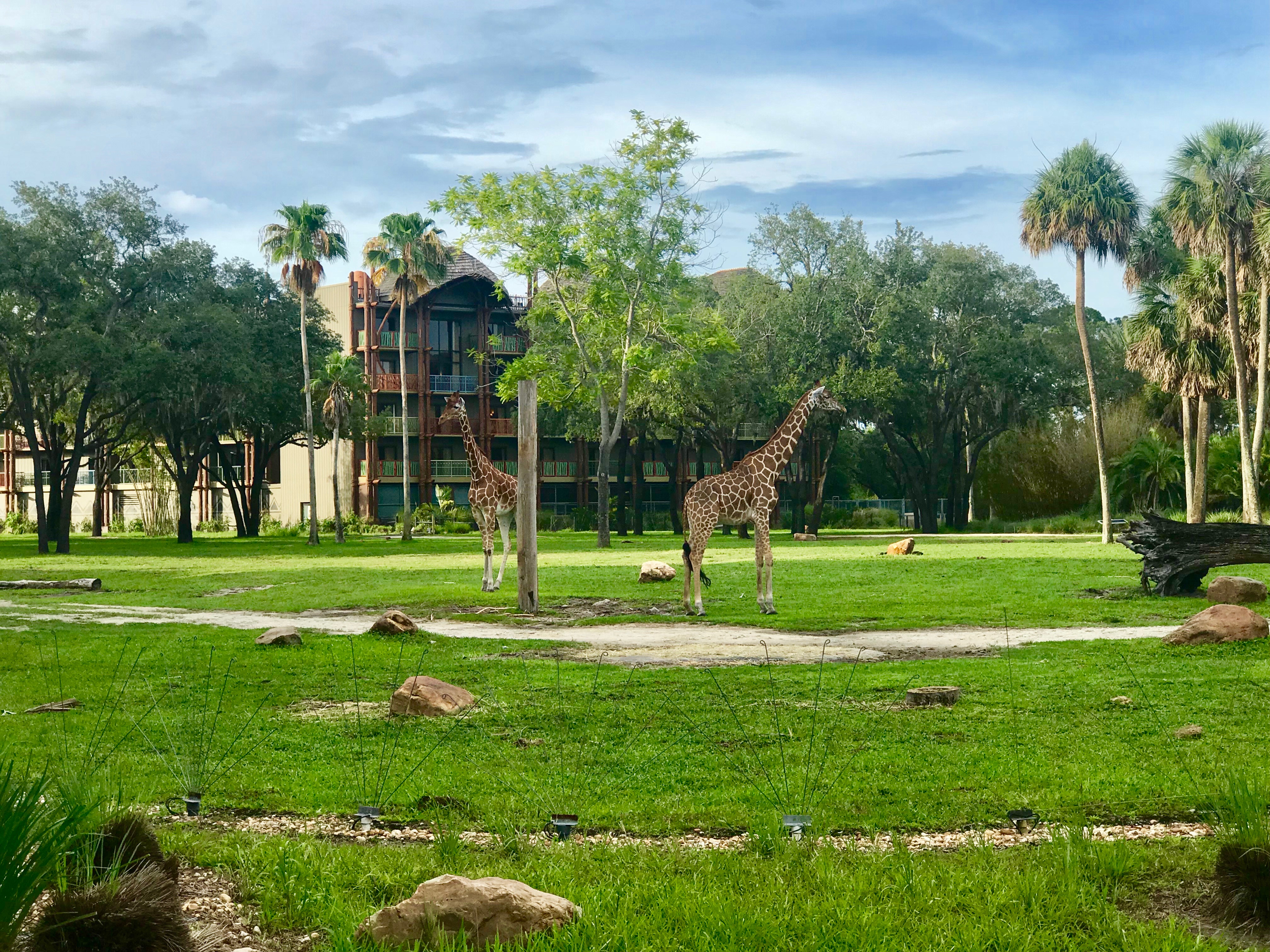 Animal Kingdom Villas | 2 Giraffes on The Field