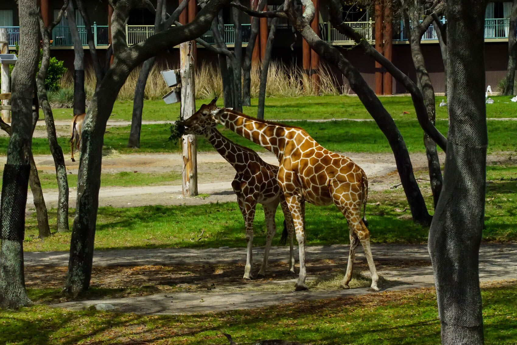 Disney's Animal Kingdom Villas - Jambo House