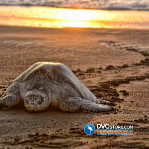 Sea Turtle at Disney | a Sea Turtle Coming Ashore