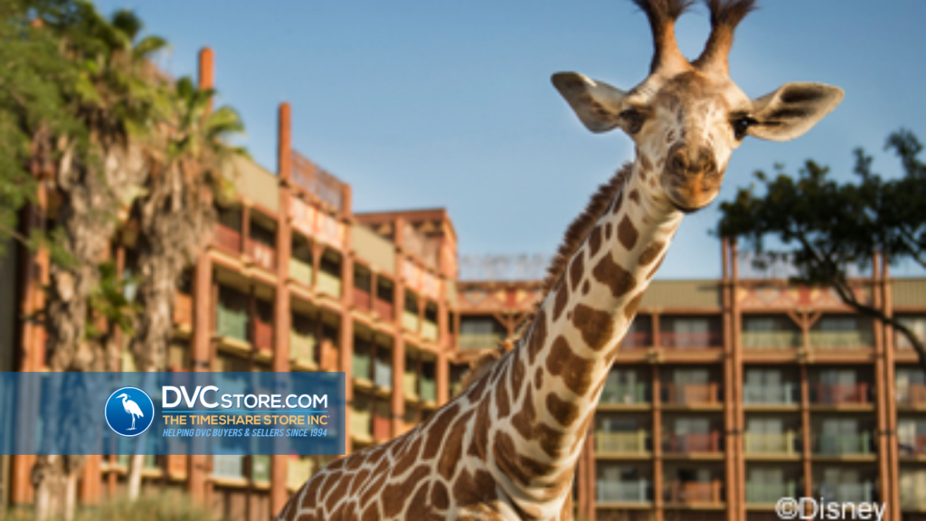 What to Expect at Animal Kingdom Villas | Watch Animals Frolic While You Eat