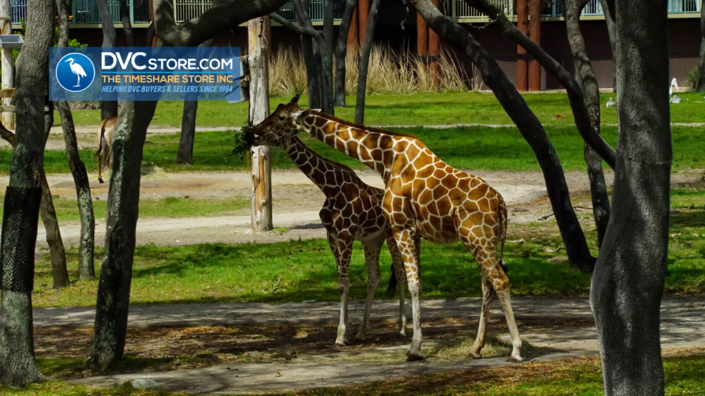 Five Reasons Why You'll Love Animal Kingdom Vills and One Reason to Keep Looking | The Animals Five Reasons Why You'll Love Animal Kingdom Vills and One Reason to Keep Looking | The Animals