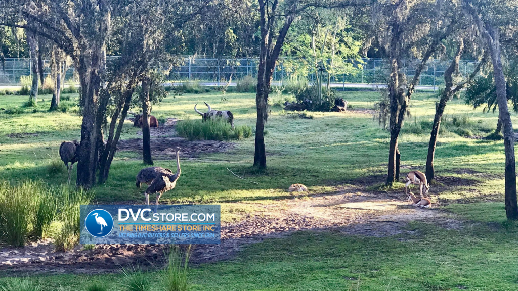 Room Review Animal Kingdom Villas Studio | About Staying At Animal Kingdom Villas Room Review Animal Kingdom Villas Studio | About Staying At Animal Kingdom Villas