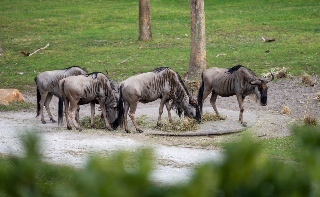 Disney Animal Kingdom Animals