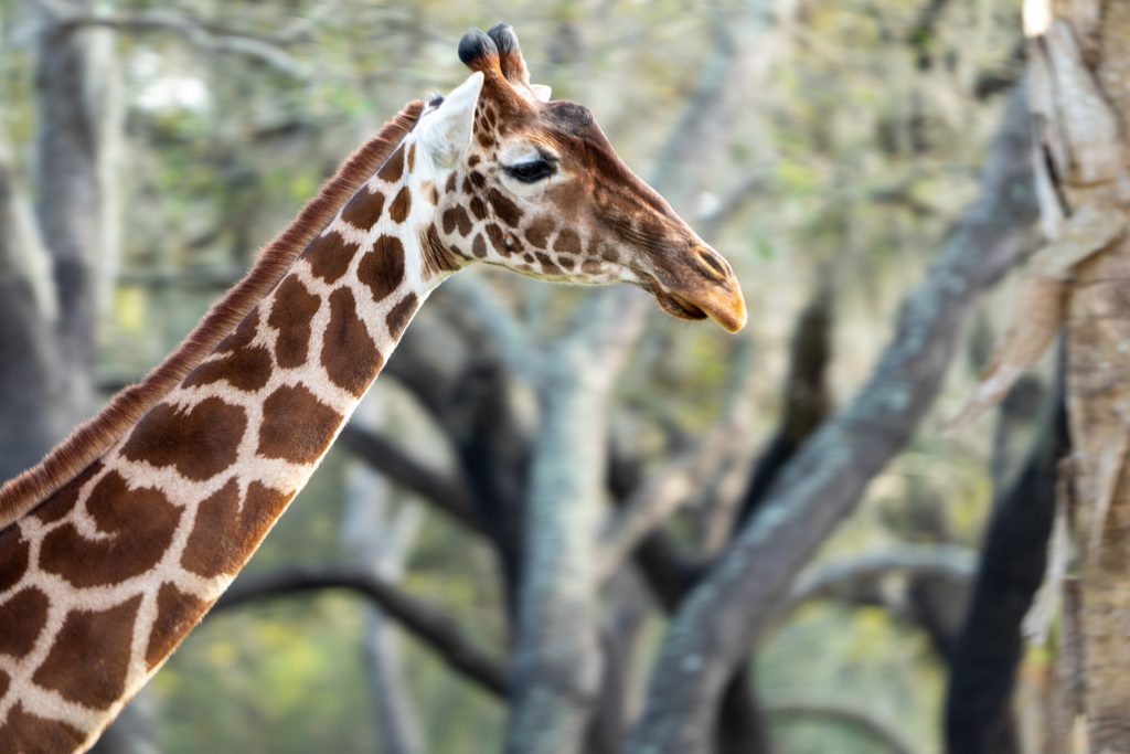 Disney's Animal Kingdom  